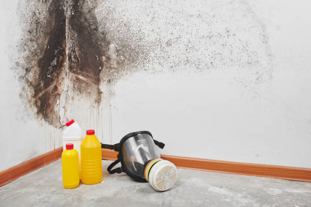 Walnut Creek, NC Mold Remediation Company