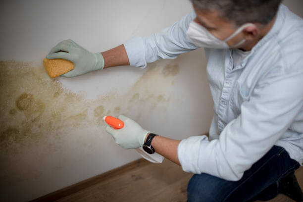 Best Preventive Mold Services in Walnut Creek, NC