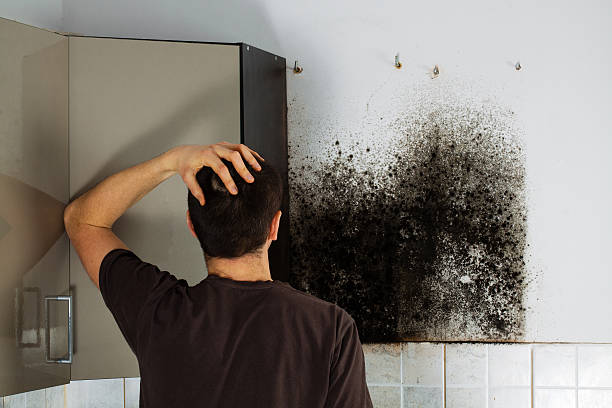 Best Preventive Mold Services in Walnut Creek, NC