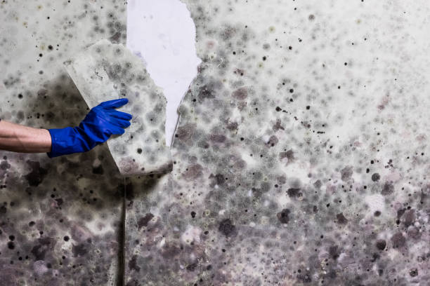 Best Basement Mold Remediation in Walnut Creek, NC